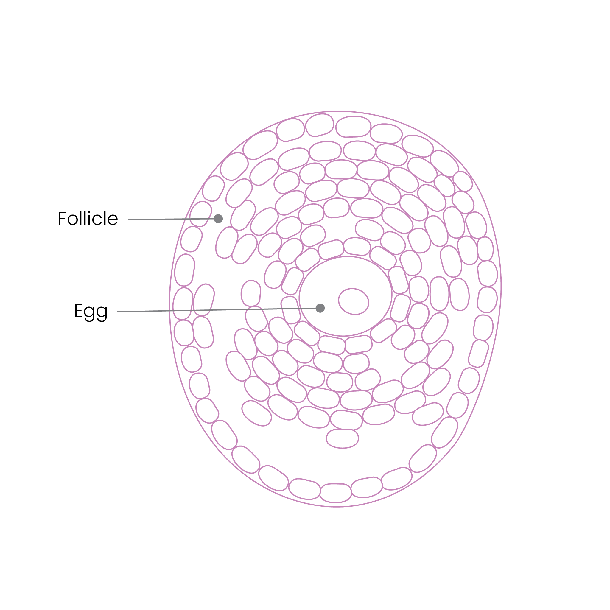 Graphic illustration of egg maturation and support for egg quality.