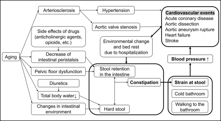 Constipation Stroke Risk: New Research and Heart Health