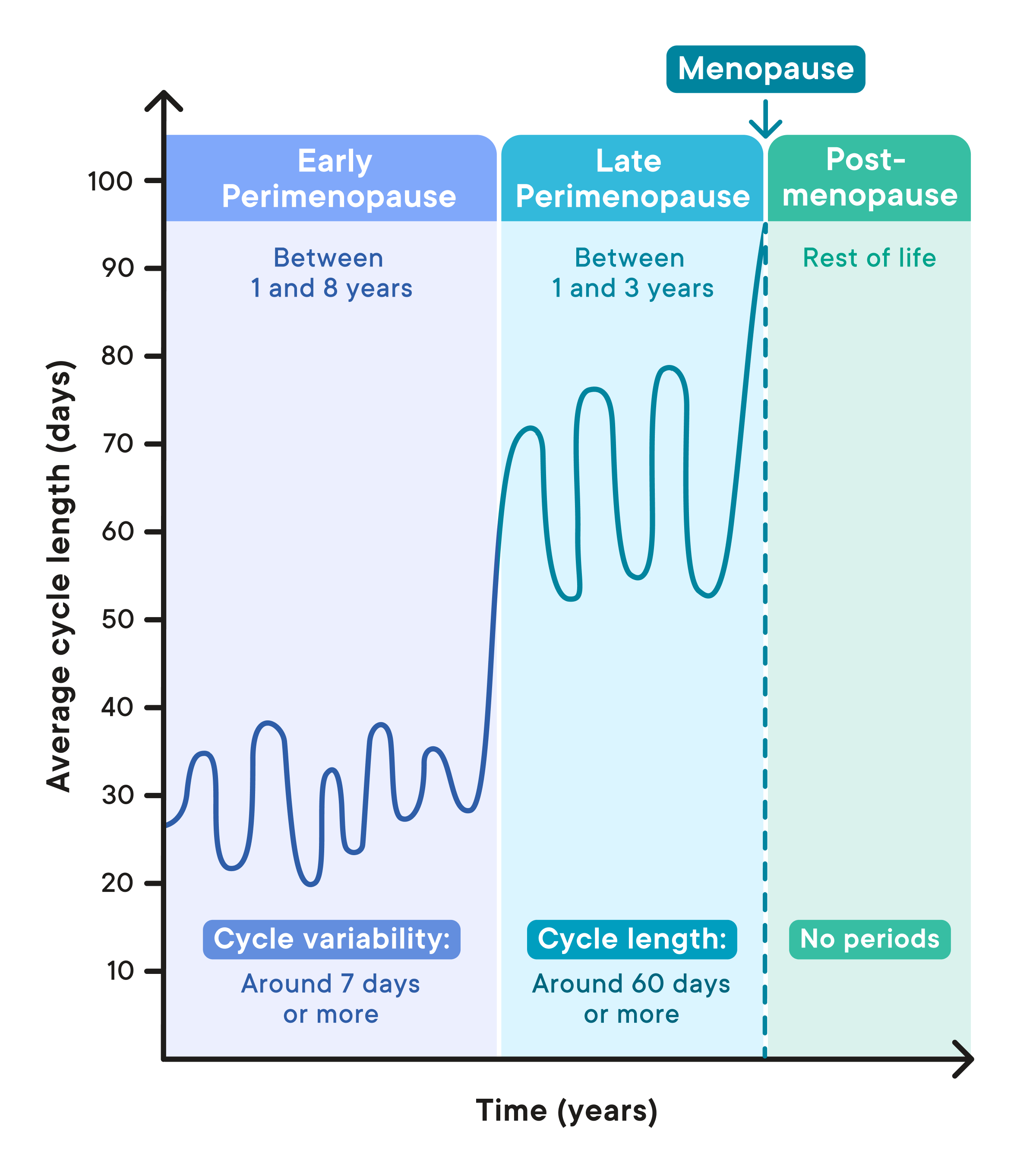 Diagram comparing a regular menstrual cycle with the shortened and irregular cycles common in early perimenopause.