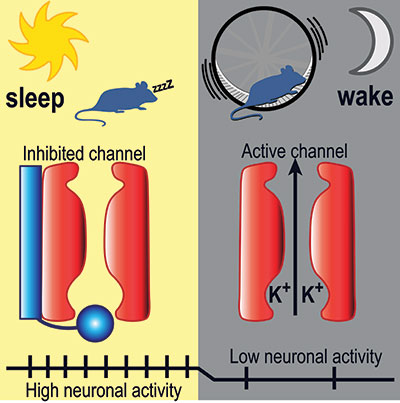 A conceptual digital illustration showing the abstract transitions between sleep and wakefulness within a human brain silhouette.