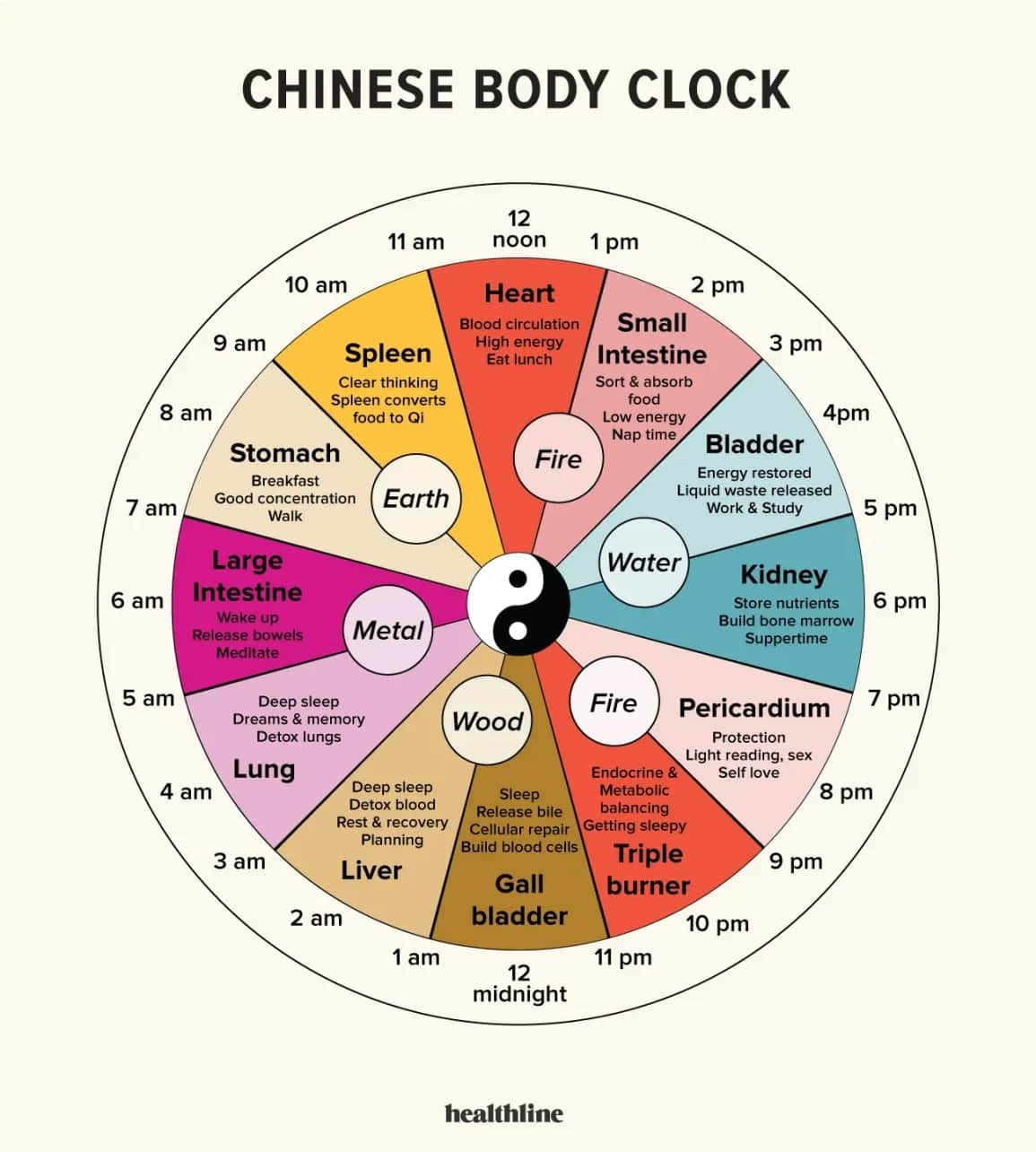 Chinese Body Clock chart illustrating the 24-hour organ cycle through the 12 main meridians